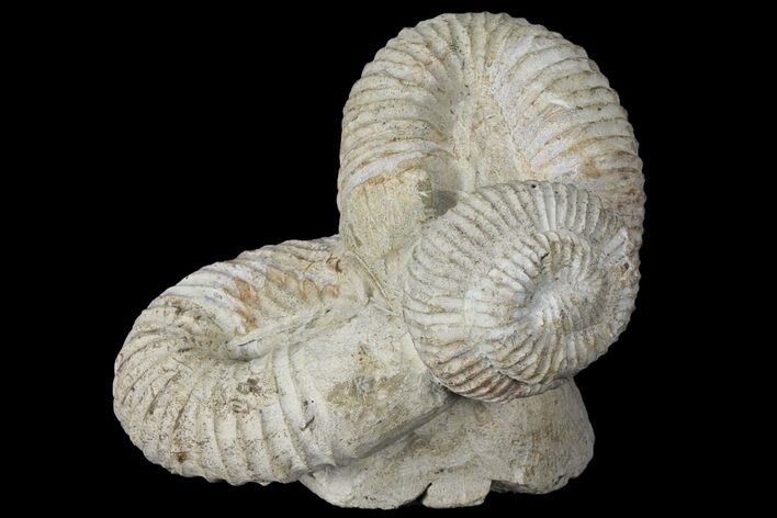 Really Cool Heteromorph (Nostoceras) Ammonite - Madagascar #96197